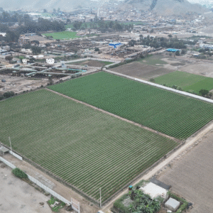 Pachacámac – Venta de terreno agrícola 15000 m²